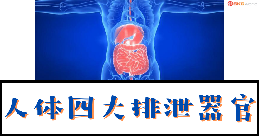 人体四大排泄器官 - SKG World